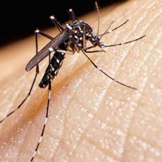 El matí de Ràdio 4 - Alerta, arriben els mosquits: què passarà després d'un hivern tan plujós?