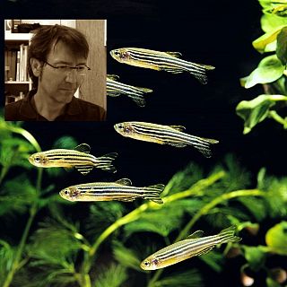 Descubren un nuevo interruptor biológico del sueño en peces cebra