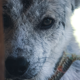 L’actualitat del món animal, amb Paula Calvo