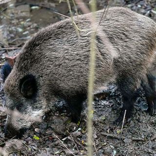 La pesta porcina africana s'escampa a Catalunya: què s'ha de fer per erradicar el brot