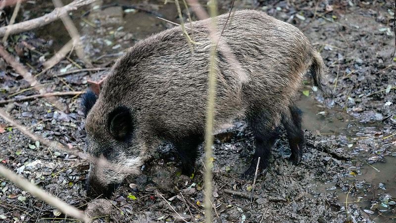 El mat� de R�dio 4 - La pesta porcina africana s'escampa per Catalunya: qu� s'ha de fer per erradicar el brot - El mat� de R�dio 4 | Escoltar