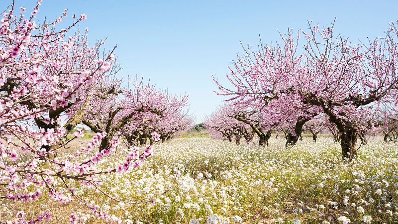 10.000 lugares para viajar con Ángela Gonzalo - De la floración primaveral a las rutas gastronómicas: las nuevas alianzas del turismo rural - 08/03/26 - Escuchar ahora