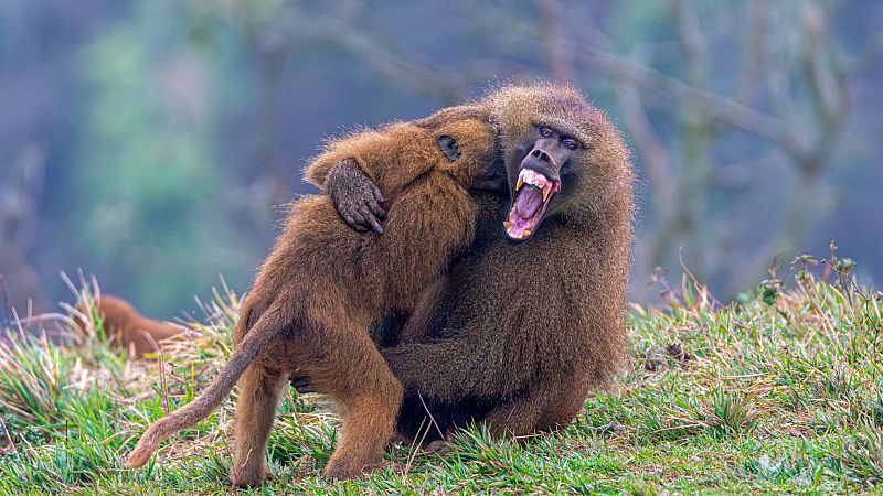 Espacio en blanco - Guerra de simios - 08/03/26 - Espacio en blanco | Escuchar