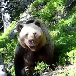 Viatgeu, que el món s'acaba: La trobada amb l'osa "Melba" al Pallars Sobirà