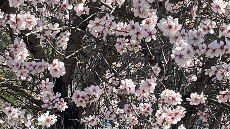 Escribano Palustre - Miel - 09/03/26 - Escribano Palustre | Escuchar