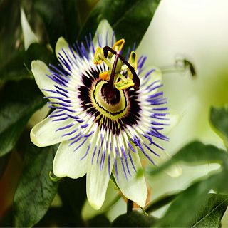 Jesús Bombín: Señoras y Señoras