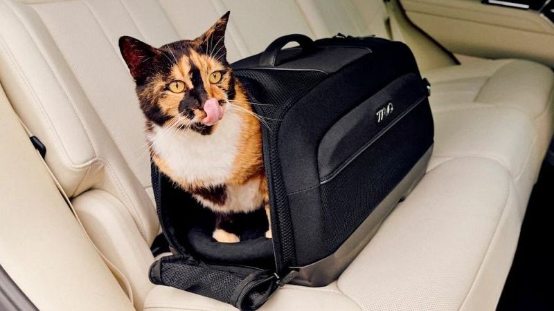 Más cerca - Bienestar y seguridad de animales cuando viajamos con ellos - Escuchar ahora