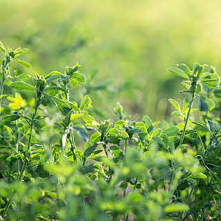 Gasolina, gasóleo, luz y ahora también la alfalfa