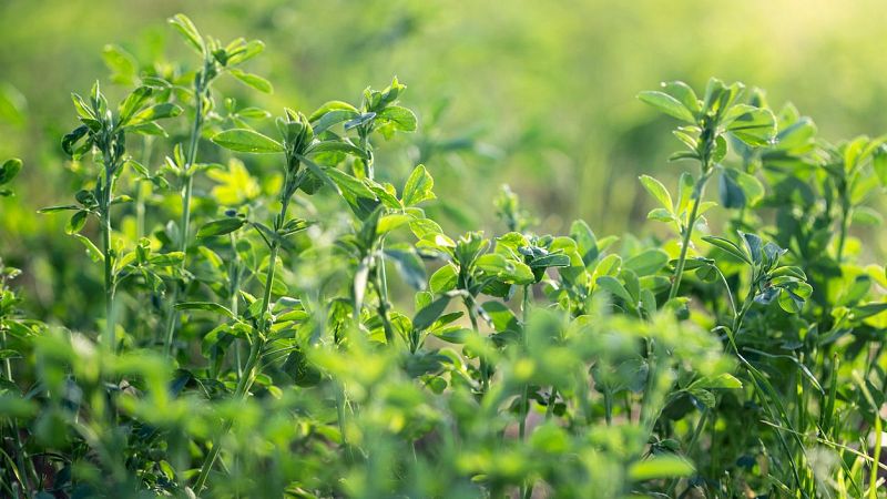 Fin de mes - Gasolina, gasóleo, luz y ahora también la alfalfa - Escuchar ahora