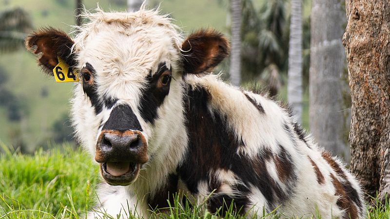 Hora América en Radio 5 - América Latina y Europa en la I Cumbre Glocal de Economía circular - 14/03/26 - Escuchar ahora