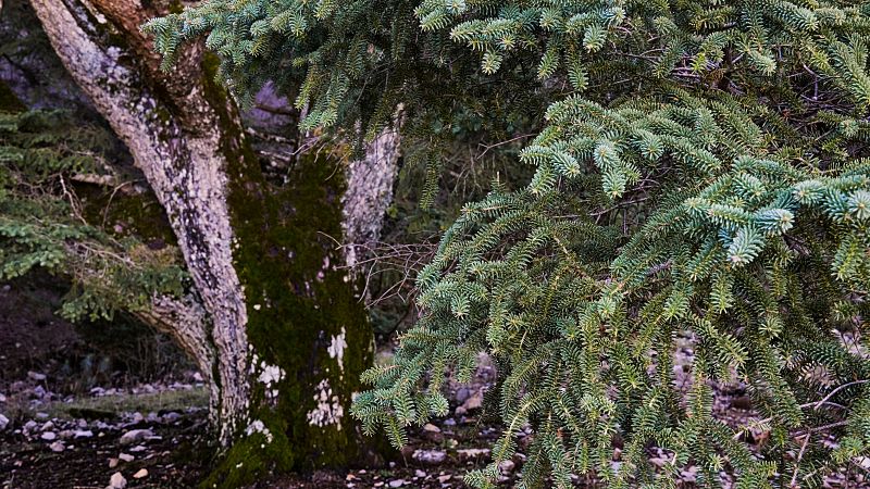 Turismo rural: un paseo por el campo espa�ol - En clave Turismo | Escuchar