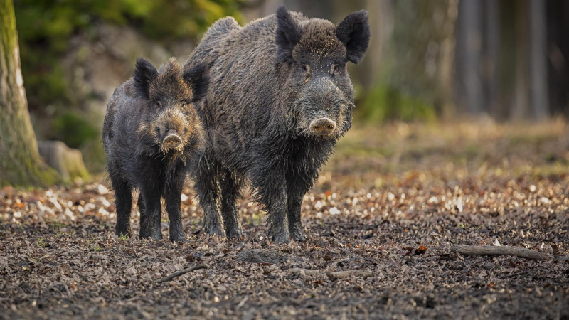 El matí de Ràdio 4 - Òscar Ordeig, conseller d'Agricultura: Com i quan es controlarà el brot de pesta porcina africana - El matí de Ràdio 4 | Escoltar