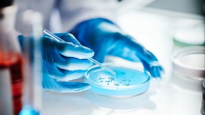 Más investigación sobre la microbiota y el SIBO