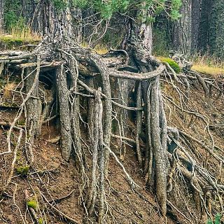 El fascinante mundo de las raíces. Con Rosa Villalba