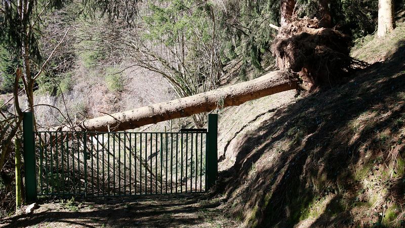 El servei elèctric del Ripollès es recupera després del vent | Escoltar