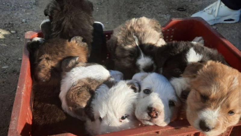 El mat� de R�dio 4 - Abandonen vuit cadells de gos en unes escombraries de Lleida - El mat� de R�dio 4 | Escoltar