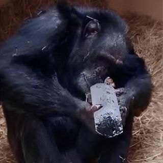 La fascinación de antepasados homínidos por los cristales