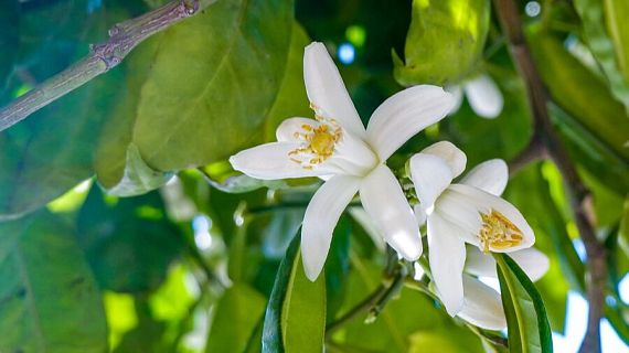 Primavera cr�tica per als al�l�rgics: la pol�linitzaci� s?avan�a i s?intensifica