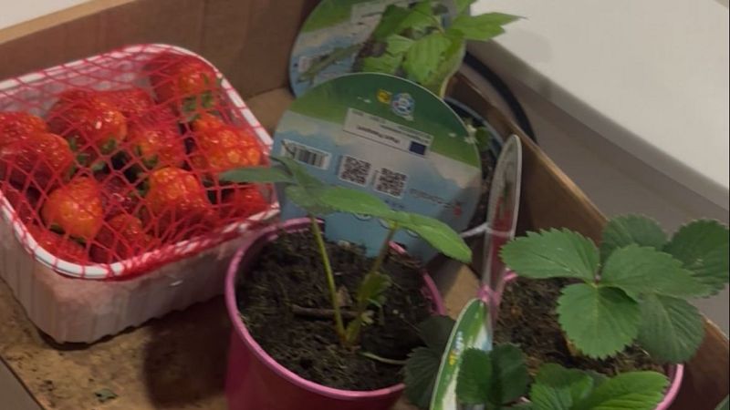 El mat� de R�dio 4 - Arrenca la temporada de maduixes: varietats sorprenents i com cultivar-les a casa! - El mat� de R�dio 4 | Escoltar