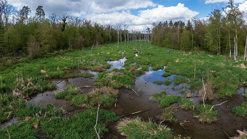 Planeta vivo - Más castores, más carbono - Escuchar ahora