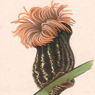 Arranca la XIII edición de Illustraciencia