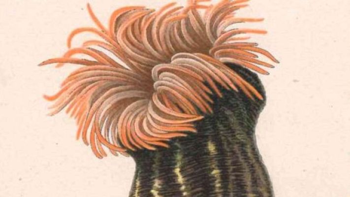 Arranca la XIII edición de Illustraciencia