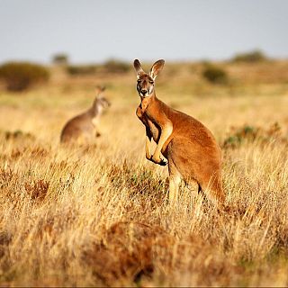 Viatgeu, que el món s'acaba: Un viatge per la costa oest d'Austràlia