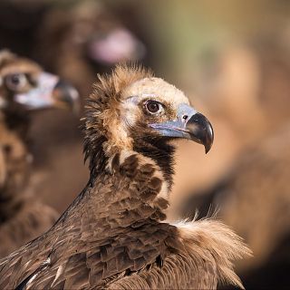 Parque Nacional de Monfrag�e, provincia de C�ceres