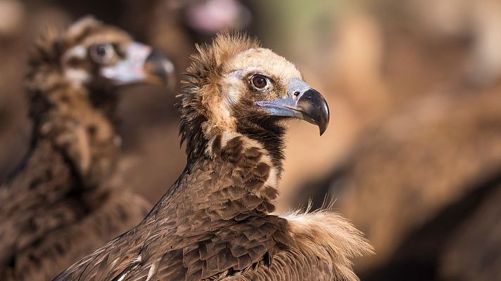 Parque Nacional de Monfragüe, provincia de Cáceres