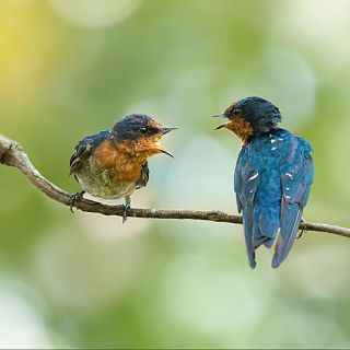 �C�mo se comunican los animales? Con Gonzalo Rodr�guez