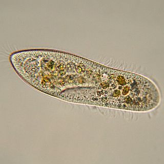 La vida tuvo que hacer un cambio de sistema operativo