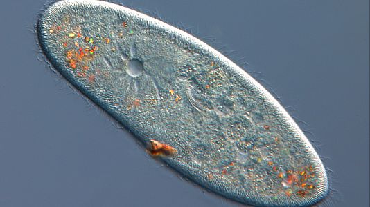 La vida tuvo que hacer un cambio de sistema operativo