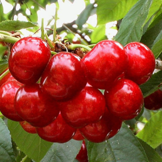 Les cireres més cares del món es cullen a Almacelles: Cherry Glamour, les primeres del mercat