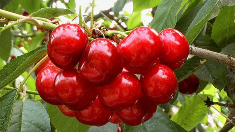 El mat� de R�dio 4 - Les cireres m�s cares del m�n es cullen a Almacelles: Cherry Glamour, les primeres del mercat - El mat� de R�dio 4 | Escuchar