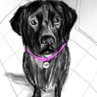 Trufa, el cómic que expresa con viñetas lo que los ladridos no pueden