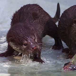 La nutria, mam�fero que habita en r�os, embalses y estuarios