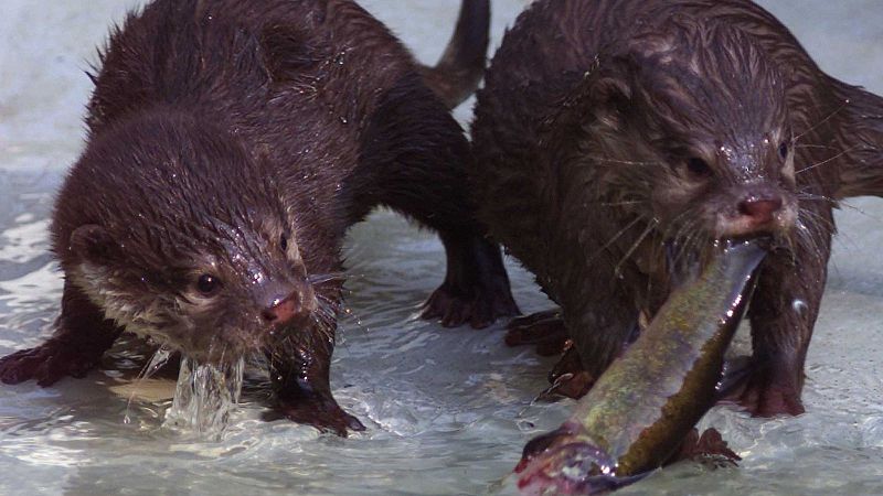 La nutria, mam�fero que habita en r�os, embalses y estuarios - En clave Turismo | Escuchar