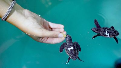 Proyectos de conservaci�n de la Fundaci�n Oceanogr�fic - La Iberia verde | Escuchar