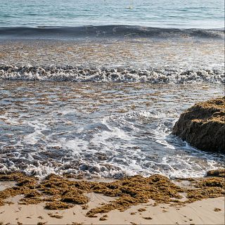 Dos proyectos del CSIC monitorizan el alga asiática invasora