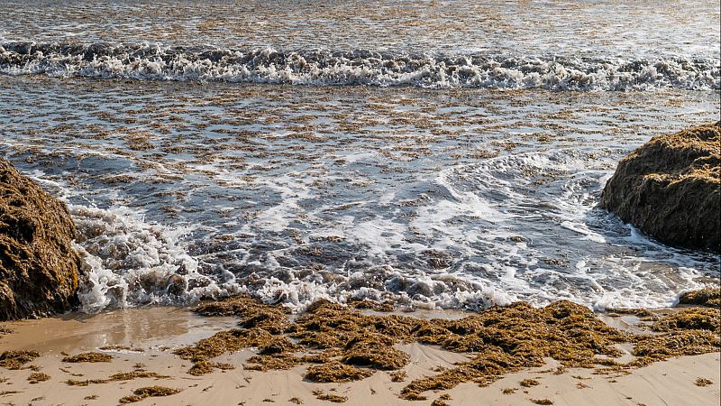 Dos proyectos del CSIC monitorizan el alga asiática invasora - Españoles en la mar | Escuchar