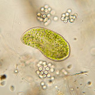 Cient�ficos espa�oles desvelan el desarrollo de la vida