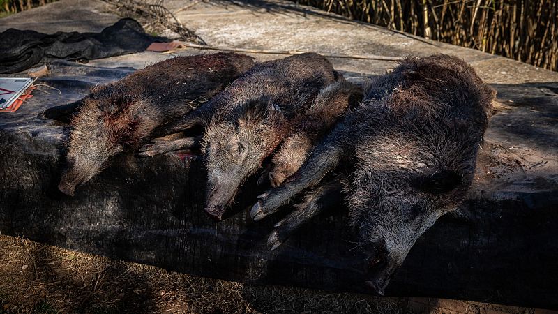 La pesta porcina s’estén i Agricultura extrema el control
