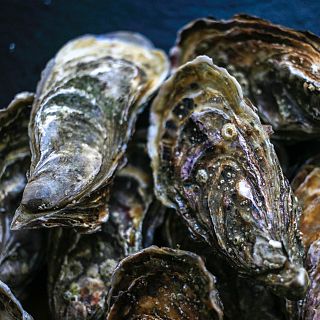 Roban un cultivo experimental de ostras en el mar Menor