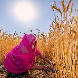 Miles de mujeres en India redefinen su papel en la comunidad gracias a la agricultura