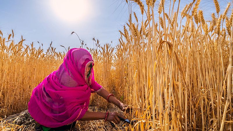 Reportajes 5 continentes - Miles de mujeres en India redefinen su papel en la comunidad gracias a la agricultura - Escuchar ahora