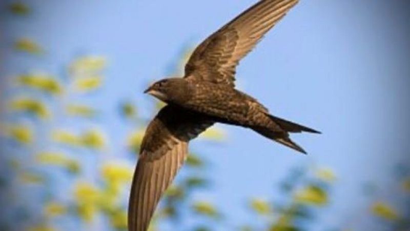 Les recomanacions de la M�nica Pabon: Animals i arquitectes - S�n 4 dies | Escuchar