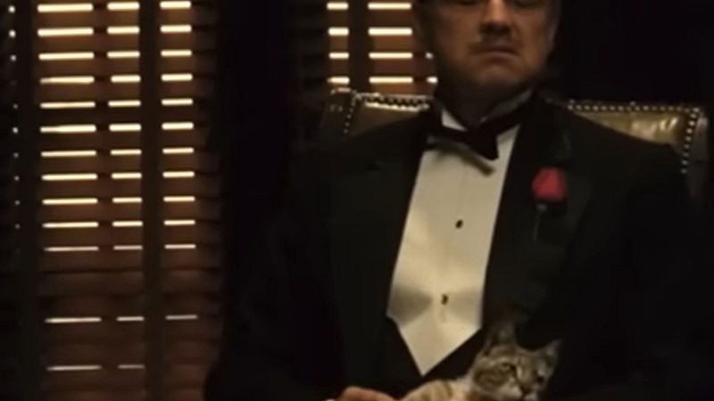 Bon dia i bona sort - La hist�ria del gat de "El padrino" - Bon dia i bona sort | Escoltar