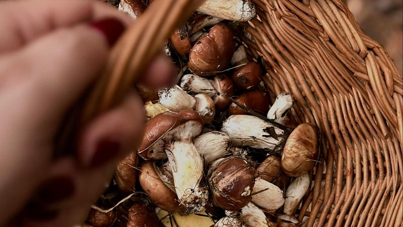 El mat� de R�dio 4 - On i quins bolets podem trobar aquesta Setmana Santa a Catalunya? - El mat� de R�dio 4 | Escoltar