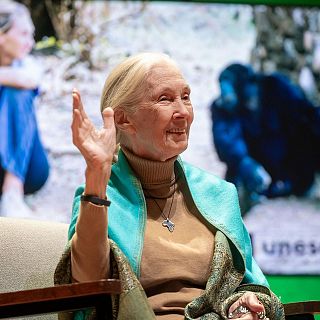 Declarado oficialmente el 3 de abril como el Día de Jane Goodall