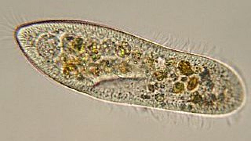 A golpe de bit en Radio 5 - El 'cambio de sistema operativo' que reestructuró la vida - 01/04/26 - Escuchar ahora